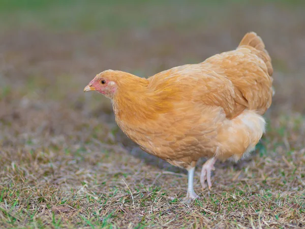 Φωτεινό Κοτόπουλο Πορτοκαλί Κοτόπουλο Ένα Χορταριασμένο Πεδίο — Φωτογραφία Αρχείου