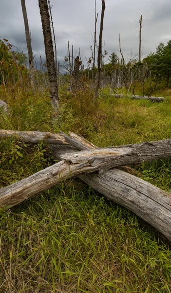 Pantano Principios Otoño Maine Con Muchos Árboles Muertos — Foto de Stock