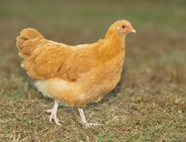 Female chicken that is yellow and orange on a grassy field
