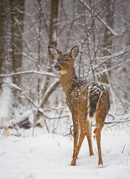 Whitetail Deer Winter Wonderland Looks Christmas Card — Stock Photo, Image