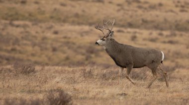 Montana 'da çiftleşme döneminde boynunda şişlik olan geyik geyiği.