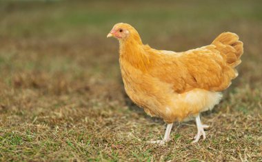 Golden chicken hen thast is walking on a grassy field