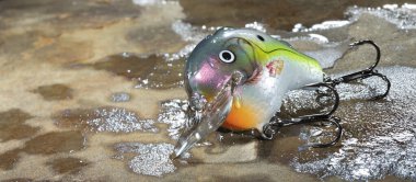 Brightly colored carnkbait that is wet on a soaked rock