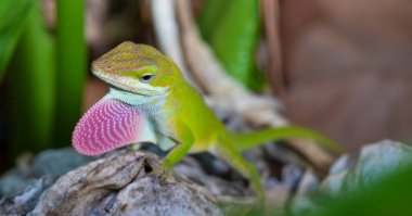 Reptile calling for a mate outdoors in North Carolina