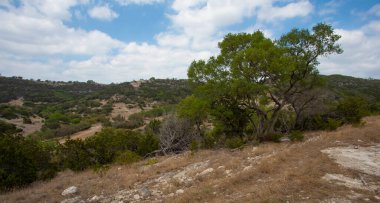 Majestic mesquite tree in Texas Hill Country