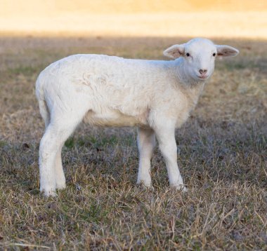 Little Katahdin sheep lamb standing on a grassy field in the shade