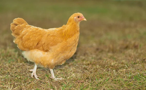 Female orange chicken on grass with copy space to the right