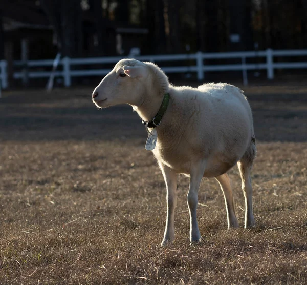 Katahdin Schafe Namens Gänseblümchen Nehmen Das Letzte Licht Auf Einer — Stockfoto