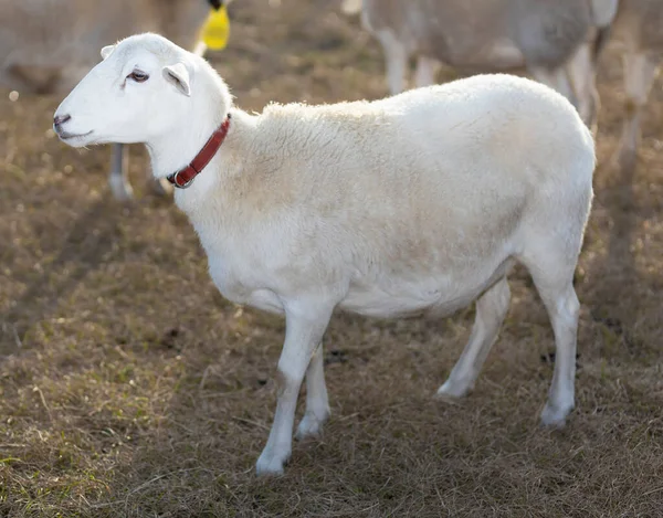 Katahdin Ovce Ovce Které Vypadají Jasnější Než Stádo Sebou — Stock fotografie