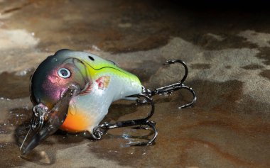 Büyük bir taşın üzerinde ıslak olan parlak balık yemi