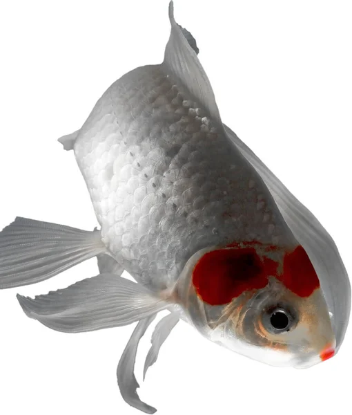 Jasna Biała Pomarańczowa Ryba Obracająca Się Kierunku Kamery Białym Tłem — Zdjęcie stockowe