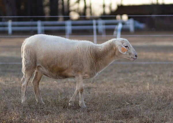 Beyaz Katahdin Koyunu Otlakta Turuncu Bir Kulaklıkla — Stok fotoğraf