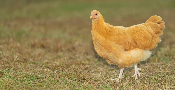 Копия Пространства Слева Золотой Курицы — стоковое фото