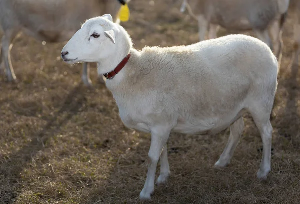 Katahdin Πρόβατα Ένα Κόκκινο Γιακά Ένα Κοπάδι Ήλιο Που Προέρχεται — Φωτογραφία Αρχείου