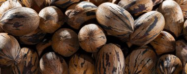 Hala kabuklarında olan ceviz yığınına yakından bakın.