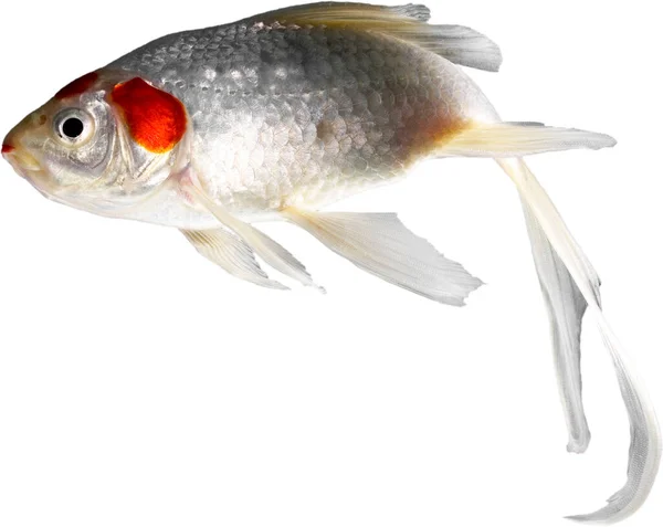 Λευκό Και Πορτοκαλί Κατοικίδιο Ζώο Ψάρια Που Φαίνεται Εξαντληθεί Από — Φωτογραφία Αρχείου
