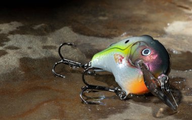 Büyük bir taşın üzerinde ıslak olan parlak balık yemi