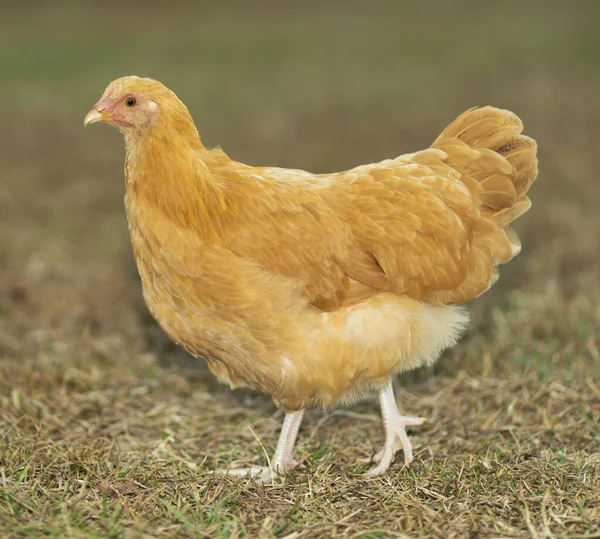 Κοτόπουλο Κότα Που Είναι Φωτεινό Χρυσό Περπάτημα Στο Γρασίδι — Φωτογραφία Αρχείου