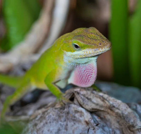 Gecko Con Saco Apareamiento Bajo Mandíbula Expandida — Foto de Stock
