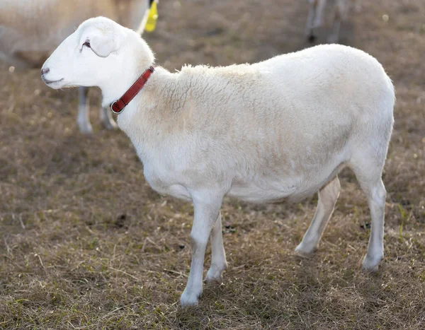 Katahdin Adında Beyaz Kafalı Yüzlü Bir Koyun Türü — Stok fotoğraf