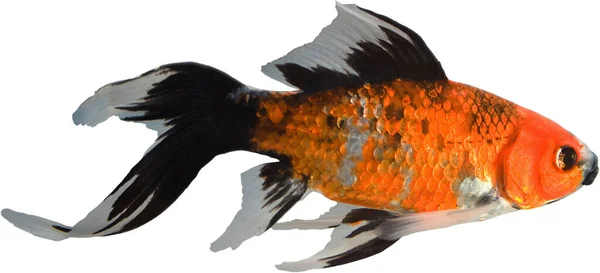 Jasny Pomarańczowy Czarny Zwierzę Ryby Izolowane Białym Tle — Zdjęcie stockowe