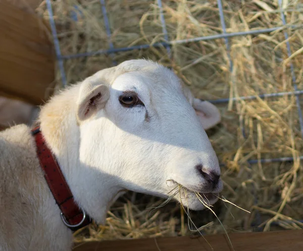 Sheep Kattahdin Variety Feeder Hay Its Mouth — Stock Photo, Image