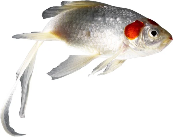 Białe Pomarańczowe Ryby Ciągnące Ogon Depresji — Zdjęcie stockowe