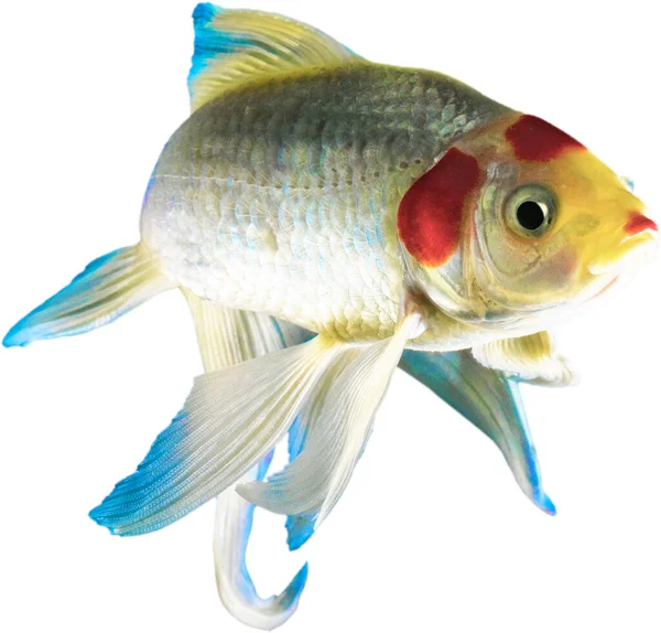 Jasne Kolorowe Ryby Przezroczystym Tle Które Wygląda Jakby Oglądały Przez — Zdjęcie stockowe