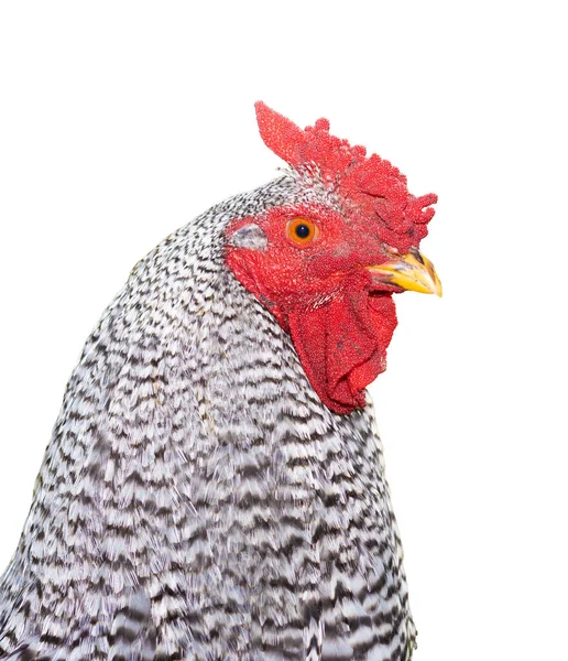 头颅分离在一个透明的背景公鸡 这是多米尼克品种之一在新大陆最早的 — 图库照片