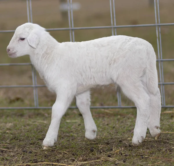 Weiße Katahadin Schafe Die Sehr Jung Einem Metallzaun Stehen — Stockfoto