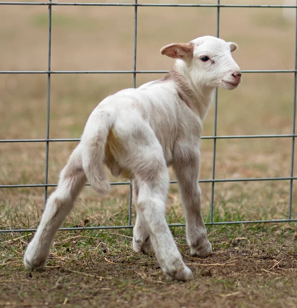 White Brown Katahdin Sheep Lamb Showing Its Butt —  Fotos de Stock