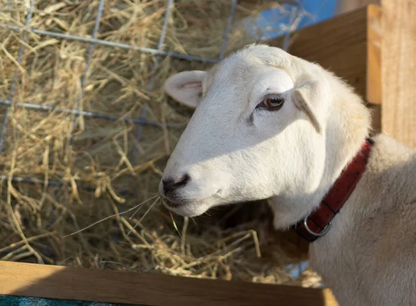 White Katahdin Sheep Eating Hay Wood Feeder — Stock Photo, Image