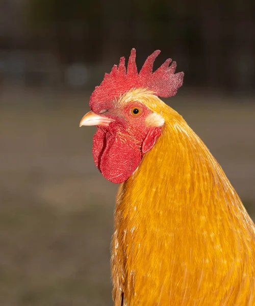 バフ豚の鶏の鶏の鶏の屋外のプロフィールショット — ストック写真