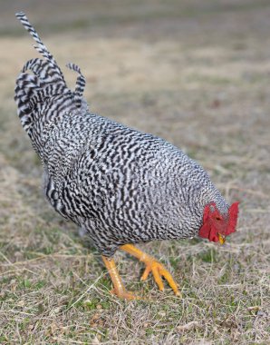 Erkek Dominique tavuğu çimlerde yemek için tırmalıyor.