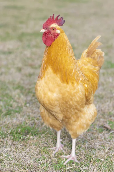 Altın Renkli Orpington Tavuk Horozu Çimen Tarlasında Duruyor — Stok fotoğraf