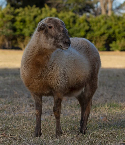 深褐色的卡塔赫丁羊躺在草地上 — 图库照片