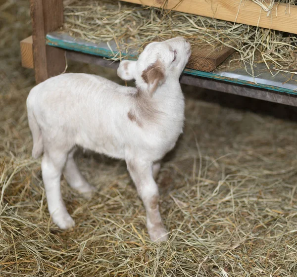 White Brown Katahadin Sheep Lamb Trying Eat Some Hay — Stock Photo, Image
