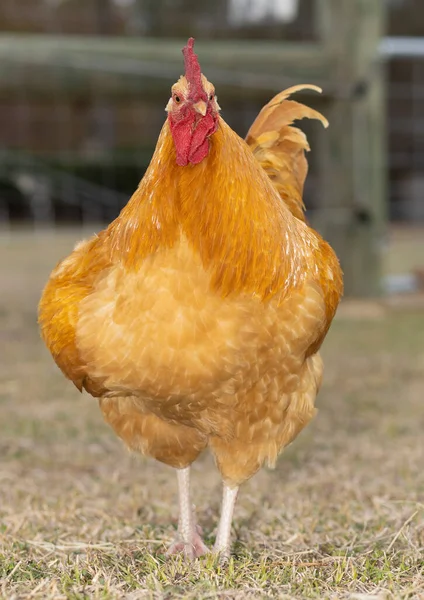 Altın Orpington Tavuk Horozu Doğrudan Kameraya Bakıyor — Stok fotoğraf