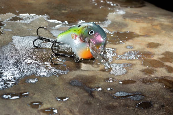 Suyla Kaplı Bir Kaya Yüzeyinde Renkli Balık Yemi — Stok fotoğraf