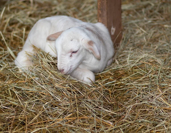 Young White Katahdin Sheep Lamb Lying Rest Hay — Stock Photo, Image
