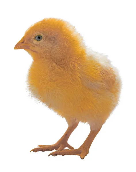 Jasně Žluté Baby Kuře Stojící Izolované Jasném Pozadí — Stock fotografie