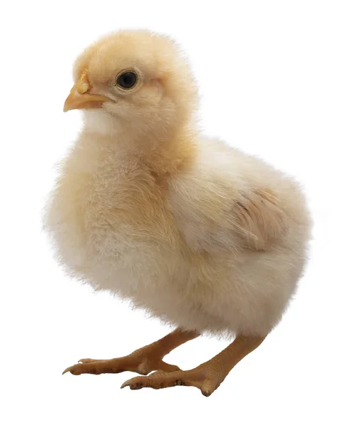 Jasne Złoto Kolorowe Dziecko Orpington Kurczaka Pisklę Izolowane — Zdjęcie stockowe
