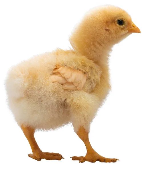 Małe Lekkie Złoto Orptington Kurczaka Pisklę Izolowane — Zdjęcie stockowe