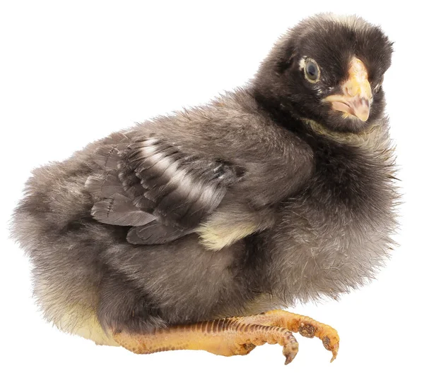 Μικρό Κοτόπουλο Dominique Απομονωμένο Μια Φωτογραφία Στούντιο Ανάπαυσης — Φωτογραφία Αρχείου
