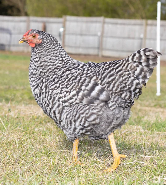 Schwarz Weiß Dominique Hühnerhuhn Spazieren Auf Einer Weide — Stockfoto