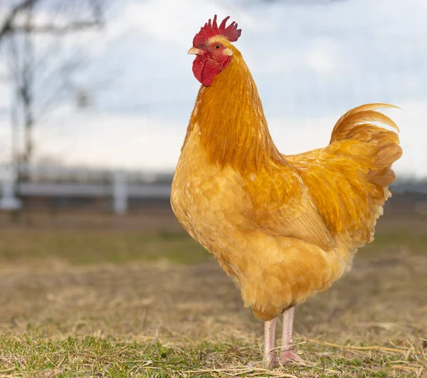 据法新社12月3日报道 英国科学家日前表示 这只名叫 Buff Orpington 的鸡似乎已经准备好了敲响警钟 — 图库照片