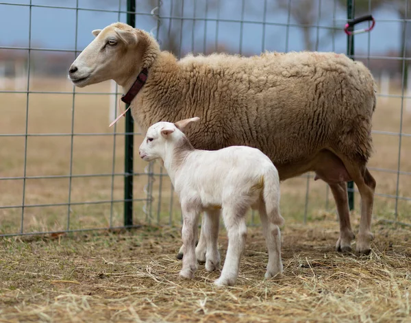 Braune Katahdin Schafe Mit Einem Sehr Jungen Lamm Mit Flecken — Stockfoto