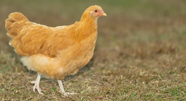 草の上を歩くときに黄金の鶏の横にスペースをコピー — ストック写真