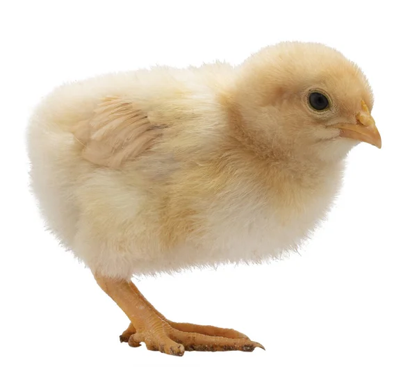 Φωτεινό Χρυσό Χρώμα Buff Orpington Κοτόπουλο Γκόμενα Απομονωμένη Ένα Στούντιο — Φωτογραφία Αρχείου