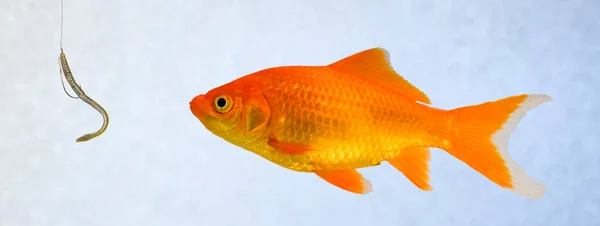 Przynęta Phising Zwisała Przed Niewinną Złotą Rybką — Zdjęcie stockowe